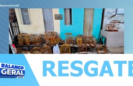 Polícia Militar de Sergipe resgata 29 aves silvestres em Laranjeiras