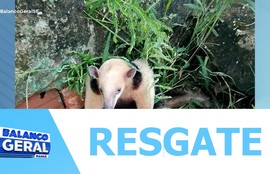 Corpo de Bombeiros resgatam tamanduá mirim no Conjunto Jardim