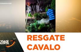 Cavalo cai em fossa e é resgatado em São Domingos