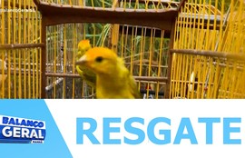 PRF e Adema resgatam 517 animais em condições irregulares