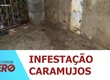 Infestação de caramujos tira o sono e ameaça a saúde de moradores no Bairro 18 do Forte