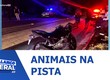 Homem morre atropelado após colisão com animais na SE-228 em Carmópolis