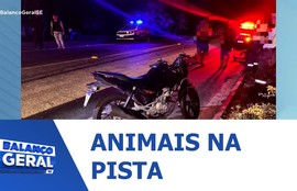 Homem morre atropelado após colisão com animais na SE-228 em Carmópolis