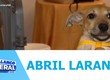 Ação de adoção de animais acontecem em alusão ao Abril Laranja