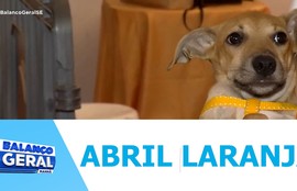 Ação de adoção de animais acontecem em alusão ao Abril Laranja