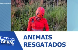 Jacaré e iguana são resgatados em cidades do interior de Sergipe