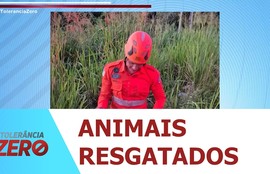 Jacaré e iguana são resgatados em cidades do interior de Sergipe