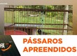Operação apreende 155 aves silvestres em feira livre de Lagarto