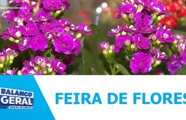 Feira de flores de holambra movimenta Aracaju no mês das mães