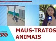 Polícia Civil identifica suspeito de maus-tratos a animal em Porto da Folha