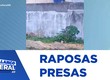 Moradores do bairro Coroa do Meio denunciam raposas presas em terreno baldio