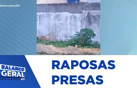 Moradores do bairro Coroa do Meio denunciam raposas presas em terreno baldio