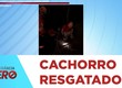 Bombeiros salvam filhote de cachorro preso em bueiro