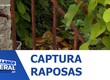 ADEMA coloca armadilhas para tentar capturar cachorros do mato no Bairro Coroa do Meio