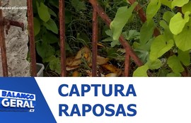 ADEMA coloca armadilhas para tentar capturar cachorros do mato no Bairro Coroa do Meio