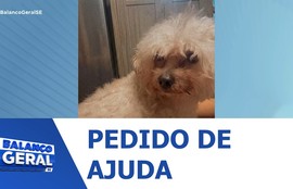 Família está à procura de Duck, um cachorrinho que desapareceu no último domingo