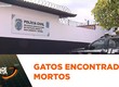 14 gatos comunitários foram encontrados mortos no período de 48 horas na UFS
