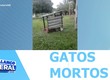 14 gatos comunitários foram encontrados mortos no campus da UFS