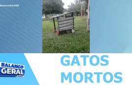 14 gatos comunitários foram encontrados mortos no campus da UFS