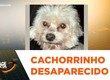 Cachorrinho chamado Duck desaparece no povoado Angelim, em Santo Amaro das Brotas