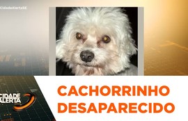 Cachorrinho chamado Duck desaparece no povoado Angelim, em Santo Amaro das Brotas