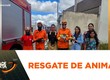 Bombeiros resgatam filhotes de cachorro presos entre paredes no interior sergipano