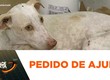 Comerciante pede ajuda para tratamento de cadela atropelada no Siqueira Campos