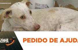 Comerciante pede ajuda para tratamento de cadela atropelada no Siqueira Campos