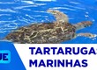 Projeto Tamar reforça importância da conservação das tartarugas marinhas na Orla de Atalaia