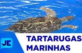 Projeto Tamar reforça importância da conservação das tartarugas marinhas na Orla de Atalaia