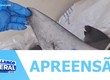 Mais de mil e seiscentos quilos de barbatanas de tubarão e bexigas natatórias foram apreendidas