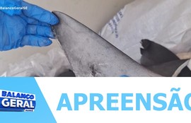 Mais de mil e seiscentos quilos de barbatanas de tubarão e bexigas natatórias foram apreendidas