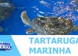 Dia da tartaruga marinha ressalta a importância desses animais para o ecossistema