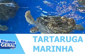 Dia da tartaruga marinha ressalta a importância desses animais para o ecossistema