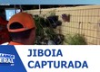 Corpo de Bombeiros capturou uma jiboia em uma residência na Aruana em Aracaju