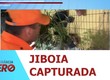 Corpo de Bombeiros capturou uma jiboia em uma residência na Aruana em Aracaju
