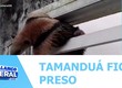 Tamanduá é encontrado em quarto de uma residência