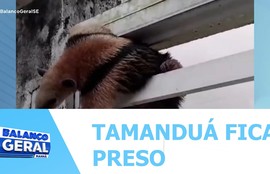 Tamanduá é encontrado em quarto de uma residência