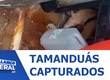 Um tamanduá é encontrado em quarto e outro fica preso em portão