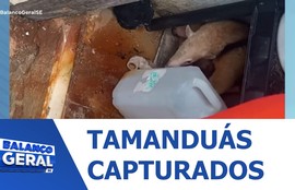 Um tamanduá é encontrado em quarto e outro fica preso em portão
