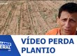 Confira vídeo de morador do Povoado Barra da Onça sobre perda da plantação de milho