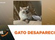 Tutora procura gato desaparecido na rua Divina Pastora, em Aracaju