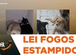 Lei que proíbe fogos de artifício com estampido não está sendo cumprida