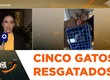 Depama resgata gatos na capital e mantém operação para localizar demais