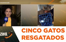 Depama resgata gatos na capital e mantém operação para localizar demais