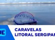 Especialista orienta sobre cuidados em casos de queimaduras por caravelas