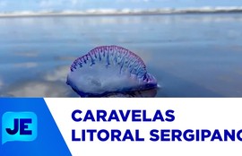 Especialista orienta sobre cuidados em casos de queimaduras por caravelas
