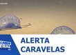 200 casos de queimaduras causadas por caravelas foram registrados em 2026 no litoral sergipano