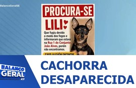 Cachorra foge de casa assustada com barulho de fogos de artifício no Conjunto João Alves