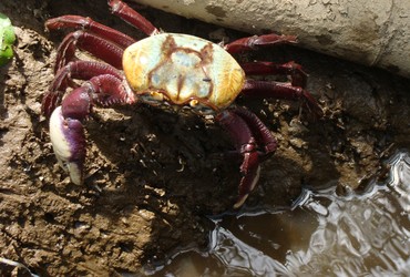Sergipe entra em período de defeso do caranguejo-uçá; veja datas